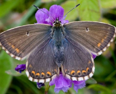 chalkhill butterfly