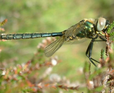 northern emerald dragonfly